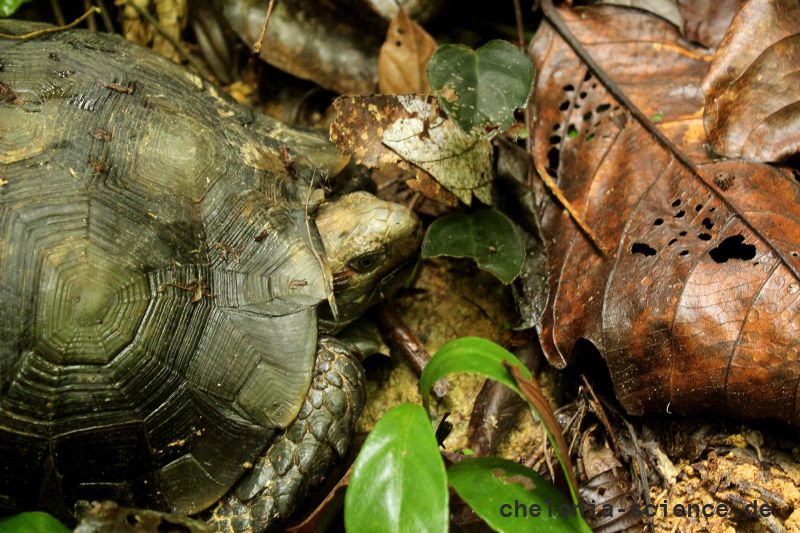 Braune Landschildkröte, Manouria emys emys, – © Try Surya Harapan Braune Landschildkröte, Manouria emys emys, – © Try Surya Harapan
