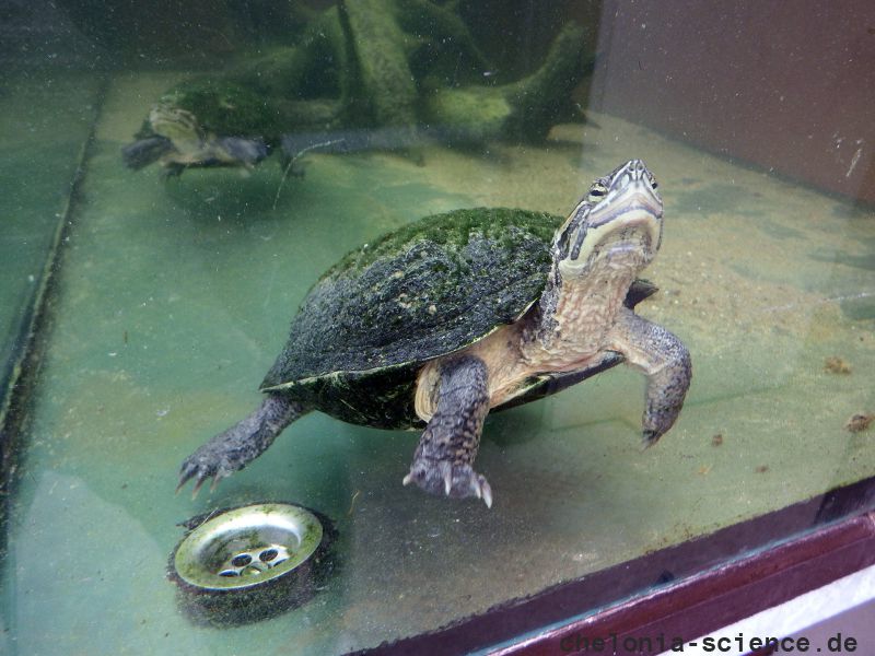 Annam-Bachschildkröte, Mauremys annamensis, – © Hans-Jürgen Bidmon Annam-Bachschildkröte, Mauremys annamensis, – © Hans-Jürgen Bidmon