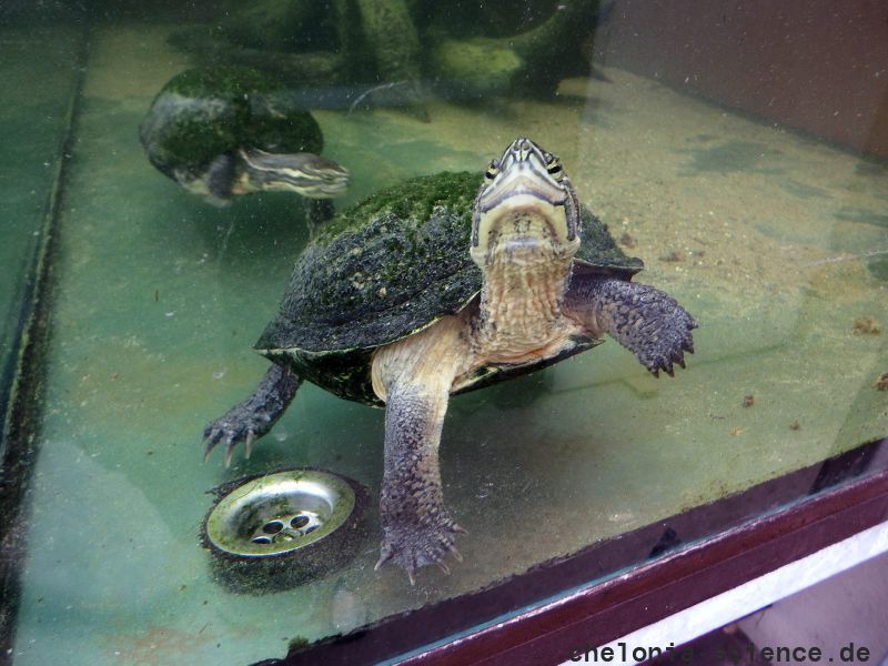 Annam-Bachschildkröte, Mauremys annamensis, – © Hans-Jürgen Bidmon Annam-Bachschildkröte, Mauremys annamensis, – © Hans-Jürgen Bidmon