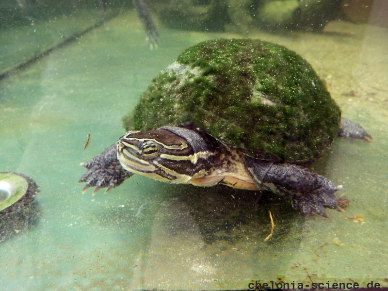 Annam-Bachschildkröte, Mauremys annamensis, – © Hans-Jürgen Bidmon Annam-Bachschildkröte, Mauremys annamensis, – © Hans-Jürgen Bidmon