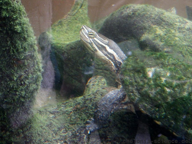 Annam-Bachschildkröte, Mauremys annamensis, – © Hans-Jürgen Bidmon Annam-Bachschildkröte, Mauremys annamensis, – © Hans-Jürgen Bidmon