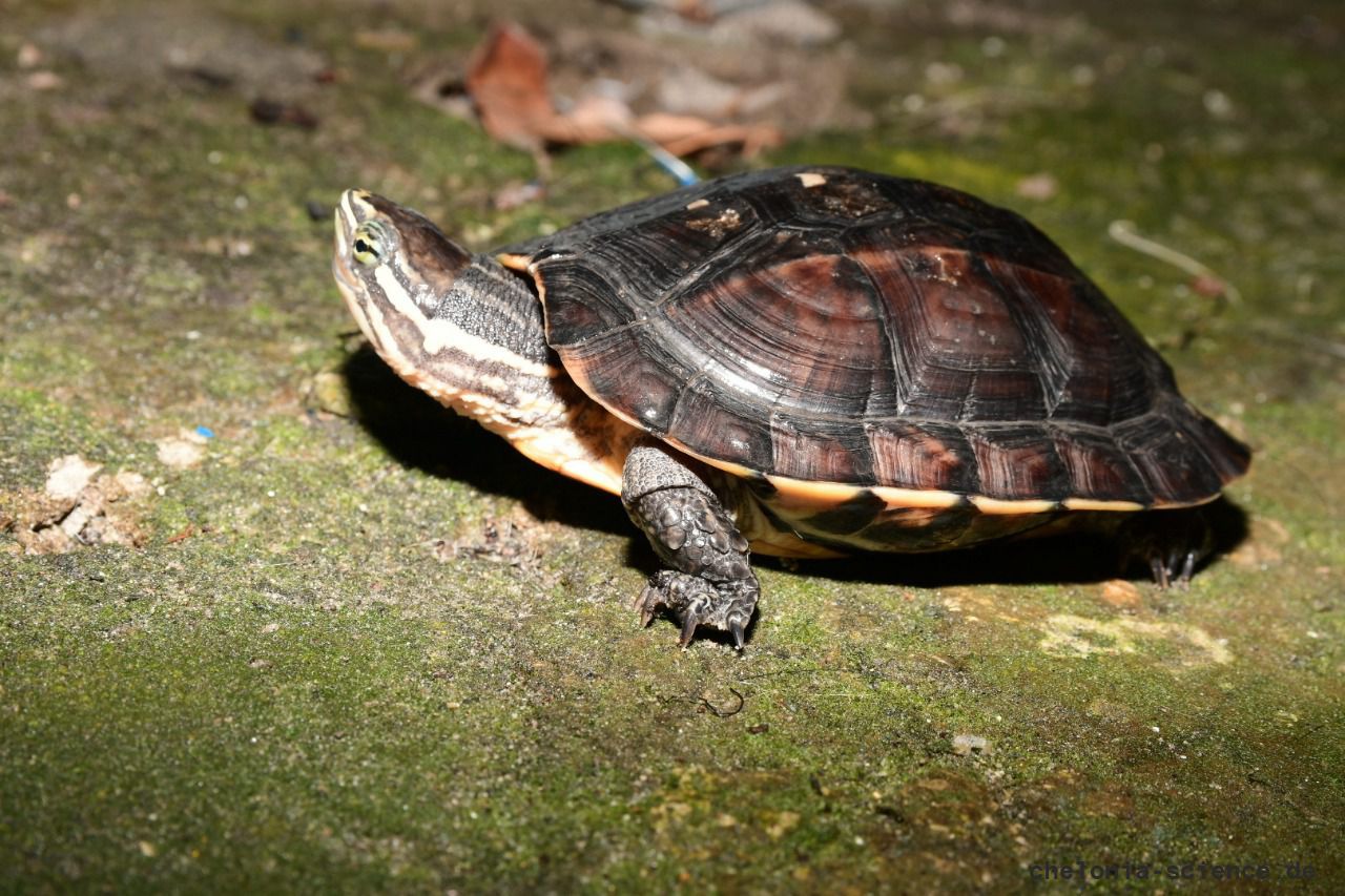 Annam-Bachschildkröte, Mauremys annamensis, – © Luan Nguyen - Asian Turtle Program Annam-Bachschildkröte, Mauremys annamensis, – © Luan Nguyen - Asian Turtle Program