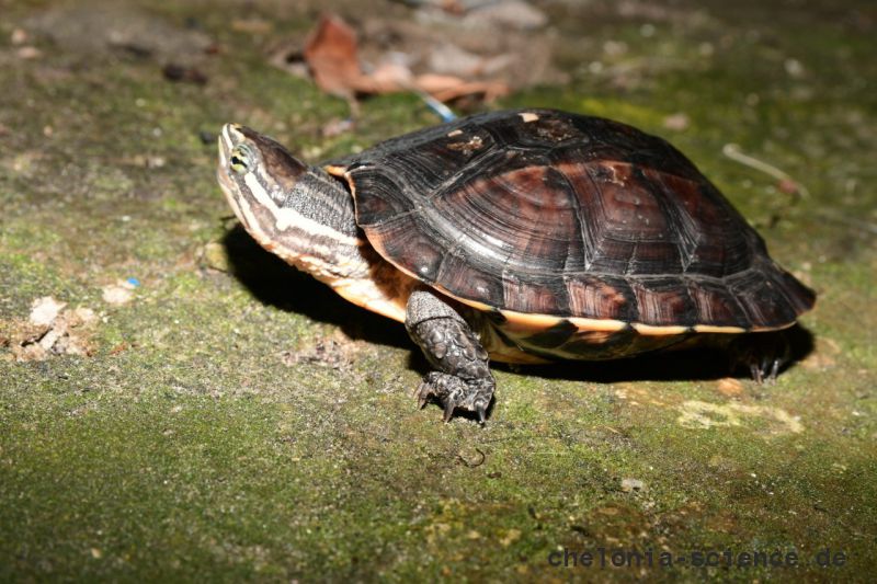 Annam-Bachschildkröte, Mauremys annamensis, – © Luan Nguyen - Asian Turtle Program Annam-Bachschildkröte, Mauremys annamensis, – © Luan Nguyen - Asian Turtle Program
