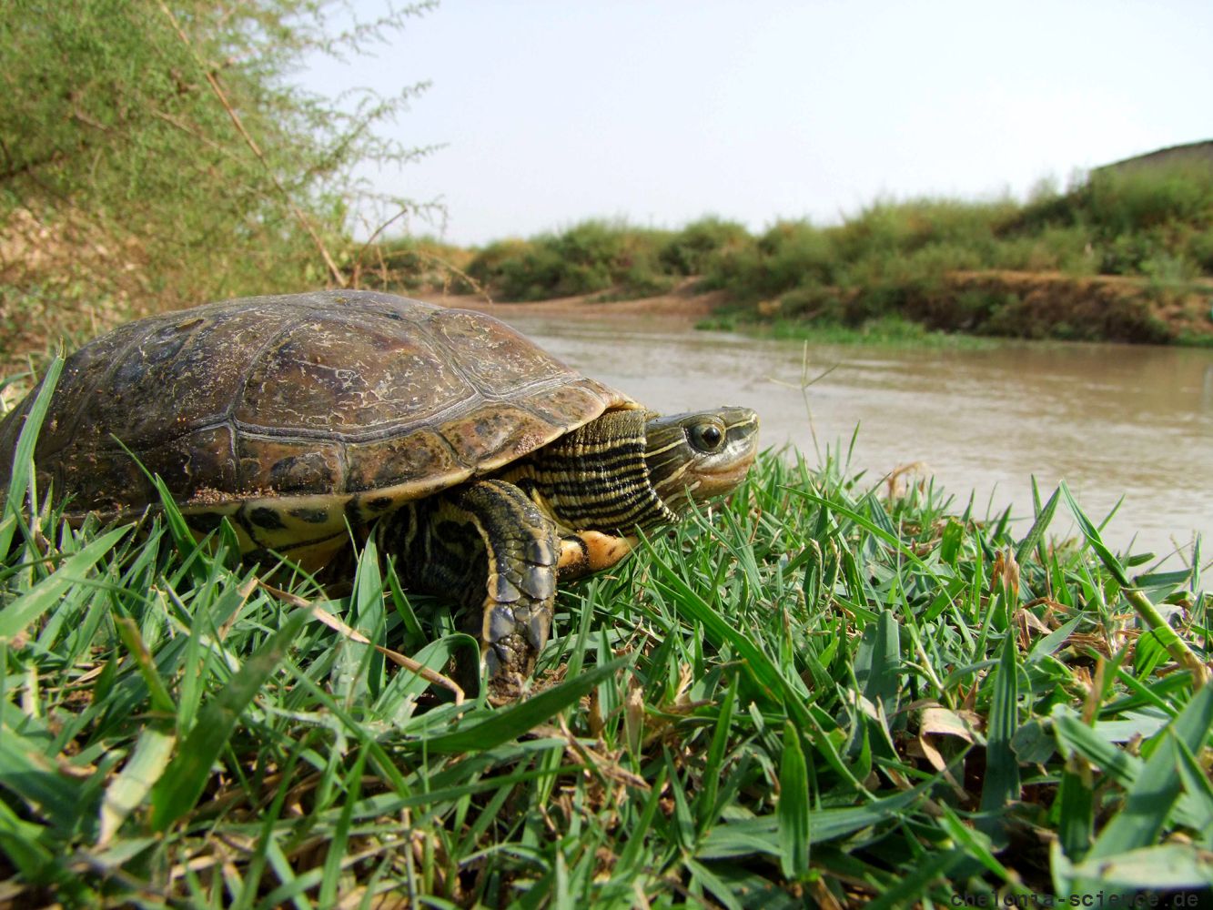 Kaspische Bachschildkröte, Mauremys caspica, – © Barbod Safaei-Mahroo