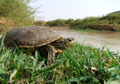 Kaspische Bachschildkröte, Mauremys caspica, – © Barbod Safaei-Mahroo