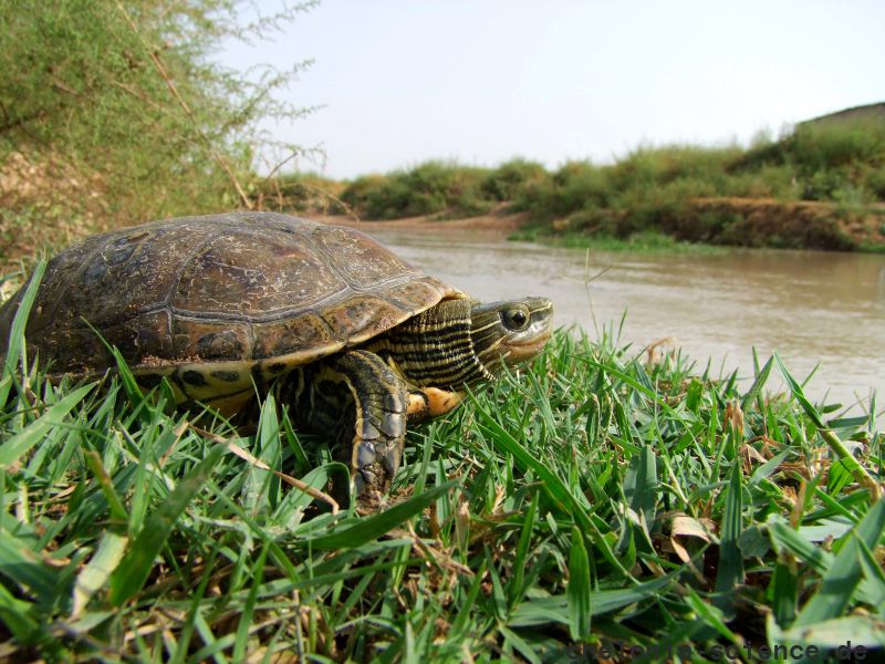 mauremys caspica barbod safaei mahroo mauremys caspica barbod safaei mahroo