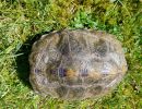Japanische Sumpfschildkr&ouml;te, Mauremys japonica, &ndash; &copy; Detlef Mendau