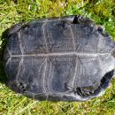Japanische Sumpfschildkr&ouml;te, Mauremys japonica, &ndash; &copy; Detlef Mendau