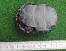 Japanische Sumpfschildkr&ouml;te, Mauremys japonica, &ndash; &copy; Detlef Mendau