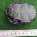 Japanische Sumpfschildkr&ouml;te, Mauremys japonica, &ndash; &copy; Detlef Mendau