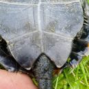 Japanische Sumpfschildkr&ouml;te, Mauremys japonica, &ndash; &copy; Detlef Mendau