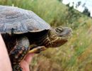 Maurische Bachschildkröte, Mauremys leprosa, – © Anne-Sophie Le Gal