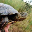 Maurische Bachschildkröte, Mauremys leprosa, – © Anne-Sophie Le Gal