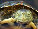 Maurische Bachschildkröte, Mauremys leprosa, – © Anne-Sophie Le Gal