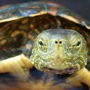 Maurische Bachschildkröte, Mauremys leprosa, – © Anne-Sophie Le Gal