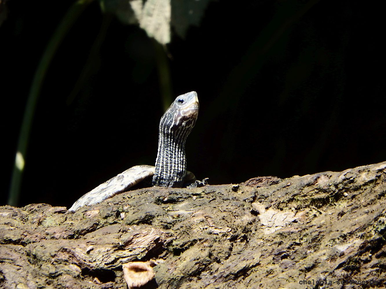 Westkaspische Schildkröte, Mauremys rivulata, – © Hans-Jürgen Bidmon