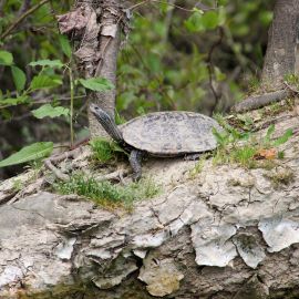 Westkaspische Schildkr&ouml;te, Mauremys rivulata, &ndash; &copy; Hans-J&uuml;rgen Bidmon
