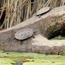 Westkaspische Schildkr&ouml;te, Mauremys rivulata, &ndash; &copy; Hans-J&uuml;rgen Bidmon