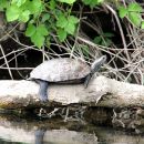 Westkaspische Schildkr&ouml;te, Mauremys rivulata, &ndash; &copy; Hans-J&uuml;rgen Bidmon
