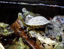 Chinesische Streifenschildkröte, Mauremys sinensis, im deutschen Zoohandel in gemischter Unterbringung mit Arten aus den Gattungen Trachemys und Pseudemys – © Hans-Jürgen Bidmon