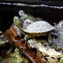 Chinesische Streifenschildkröte, Mauremys sinensis, im deutschen Zoohandel in gemischter Unterbringung mit Arten aus den Gattungen Trachemys und Pseudemys – © Hans-Jürgen Bidmon