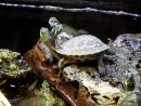 Chinesische Streifenschildkröte, Mauremys sinensis, im deutschen Zoohandel in gemischter Unterbringung mit Arten aus den Gattungen Trachemys und Pseudemys – © Hans-Jürgen Bidmon Chinesische Streifenschildkröte, Mauremys sinensis, im deutschen Zoohandel in gemischter Unterbringung mit Arten aus den Gattungen Trachemys und Pseudemys – © Hans-Jürgen Bidmon