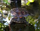 Chinesische Streifenschildkröte, Mauremys sinensis, – © Si-Min Lin