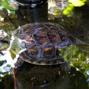 Chinesische Streifenschildkröte, Mauremys sinensis, – © Si-Min Lin