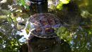 Chinesische Streifenschildkröte, Mauremys sinensis, – © Si-Min Lin Chinesische Streifenschildkröte, Mauremys sinensis, – © Si-Min Lin
