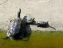 Chinesische Streifenschildkröte, Mauremys sinensis, – © Si-Min Lin