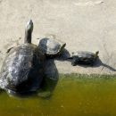 Chinesische Streifenschildkröte, Mauremys sinensis, – © Si-Min Lin