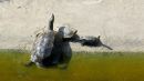 Chinesische Streifenschildkröte, Mauremys sinensis, – © Si-Min Lin Chinesische Streifenschildkröte, Mauremys sinensis, – © Si-Min Lin