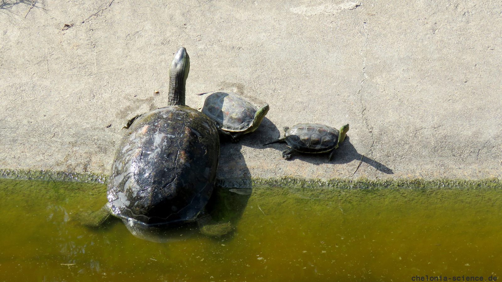 Chinesische Streifenschildkröte, Mauremys sinensis, – © Si-Min Lin