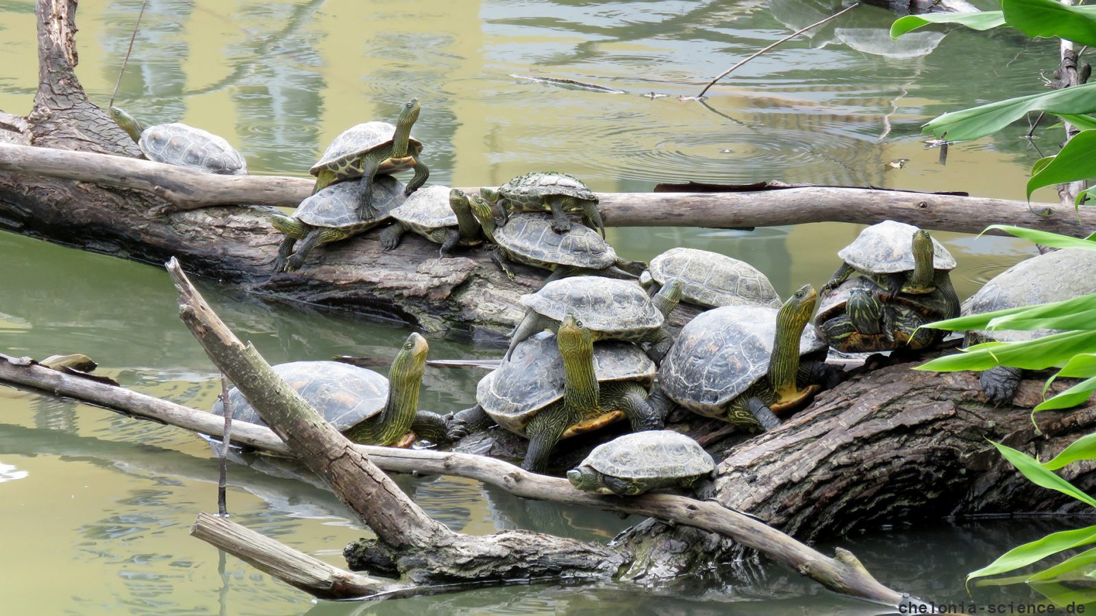 Chinesische Streifenschildkröte, Mauremys sinensis, und eine Nordamerikanische Buchstaben-Schmuckschildkröte, Trachemys scripta, – © Si-Min Lin