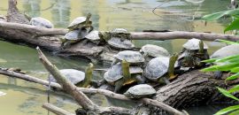 Chinesische Streifenschildkröte, Mauremys sinensis, und eine Nordamerikanische Buchstaben-Schmuckschildkröte, Trachemys scripta, – © Si-Min Lin