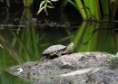Hybrid aus Chinesischer Streifenschildkröte, Mauremys sinensis, und Gelber Sumpfschildkröte; Mauremys mutica, – © Daniel Escoriza Hybrid aus Chinesischer Streifenschildkröte, Mauremys sinensis, und Gelber Sumpfschildkröte; Mauremys mutica, – © Daniel Escoriza