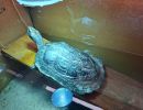 Birma-Schwarzbauch-Erdschildkr&ouml;te,&nbsp;Melanochelys trijuga edeniana, &ndash; &copy; Sebastian Wilk