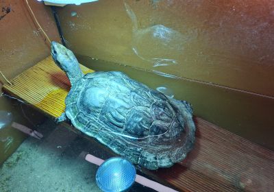 Melanochelys trijuga edeniana – Birma-Schwarzbauch-Erdschildkröte