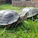Bengal-Schwarzbauch-Erdschildkr&ouml;te,&nbsp;Melanochelys trijuga indopeninsularis, &ndash; &copy; Sebastian Wilk