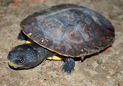 Juruti-Krötenkopfschildkröte, Mesoclemmys jurutiensis, – © Fábio A. G. Cunha