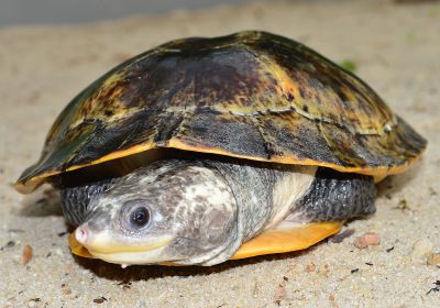 Peruanische Froschkopf-Schildkröte, Mesoclemmys raniceps, – © Fábio A. G. Cunha