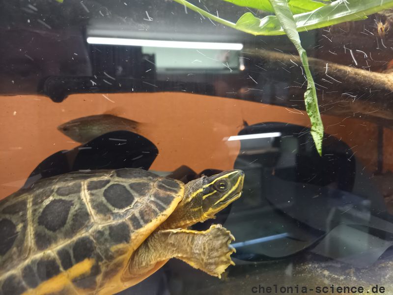 Vorderindische Pfauenaugenschildkröte, Morenia petersi, – © Sebastian Nickl Vorderindische Pfauenaugenschildkröte, Morenia petersi, – © Sebastian Nickl