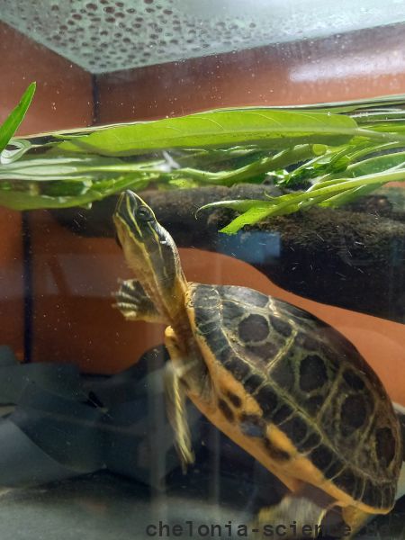 Vorderindische Pfauenaugenschildkröte, Morenia petersi, – © Sebastian Nickl Vorderindische Pfauenaugenschildkröte, Morenia petersi, – © Sebastian Nickl