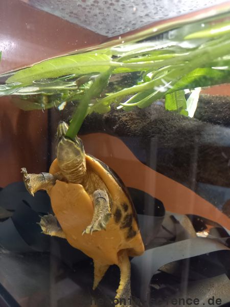 Vorderindische Pfauenaugenschildkröte, Morenia petersi, – © Sebastian Nickl Vorderindische Pfauenaugenschildkröte, Morenia petersi, – © Sebastian Nickl
