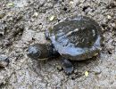 Bells Schnappschildkröte, Myuchelys bellii, ein Schlüpfling – © Louise Streeting