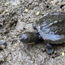 Bells Schnappschildkröte, Myuchelys bellii, ein Schlüpfling – © Louise Streeting