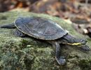 Bellinger-Schnappschildkröte, Myuchelys georgesi, – © Arthur Georges