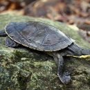 Bellinger-Schnappschildkröte, Myuchelys georgesi, – © Arthur Georges