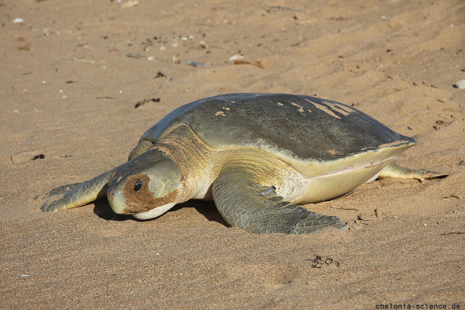 Wallriffschildkröte, Natator depressus, – © Paul Whittock