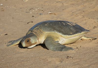 Wallriffschildkröte, Natator depressus, – © Paul Whittock